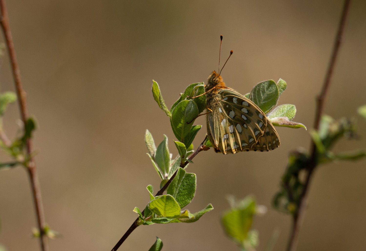 Ängspärlemofjäril Räfshalen 230613 (1).jpg