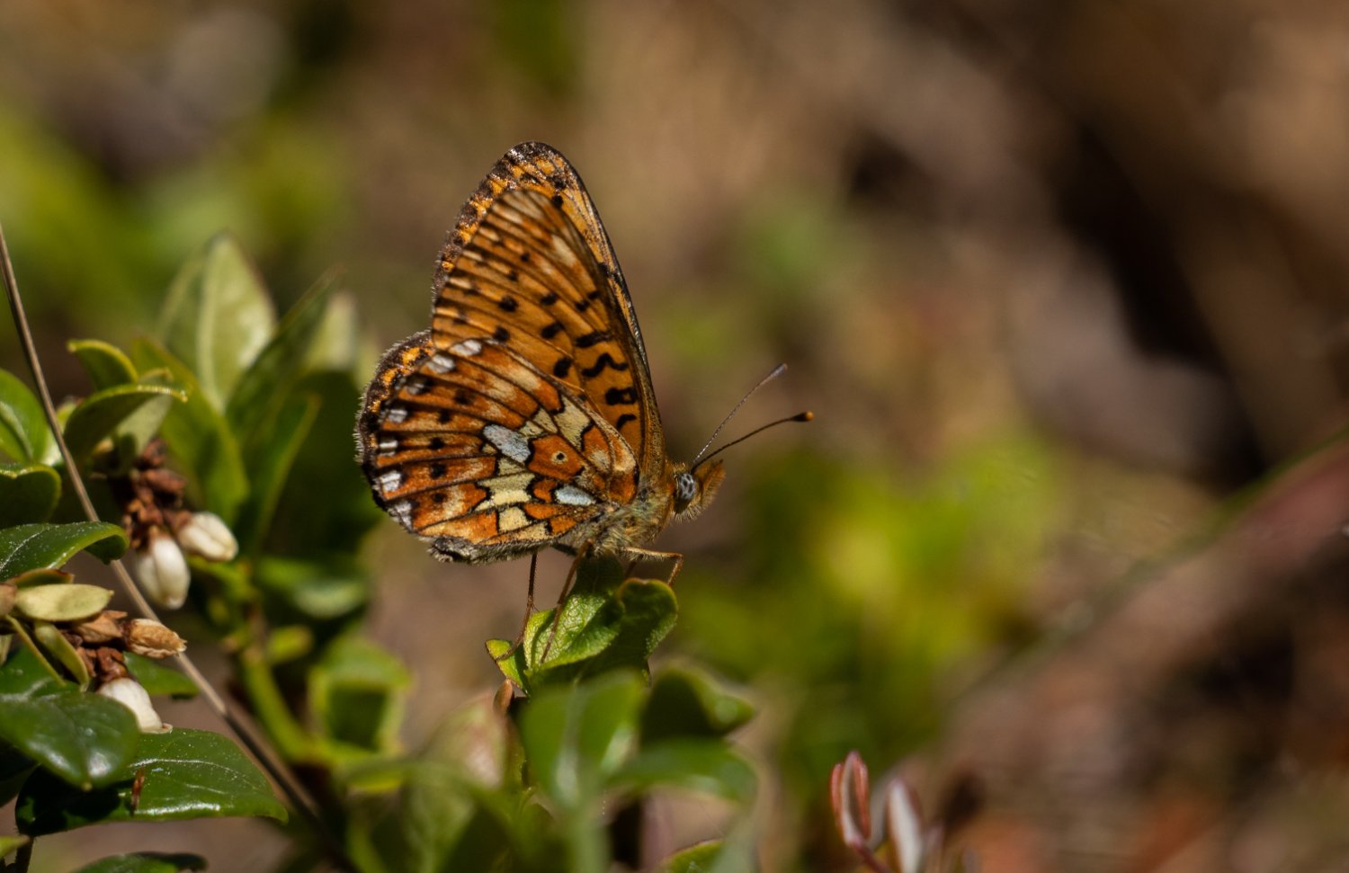 Prydlig pärlemofjäril Traneröds mosse 230613 (2).jpg