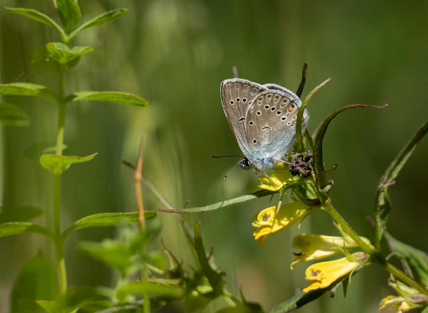 Silverblåvinge Räfshalen 230613.jpg