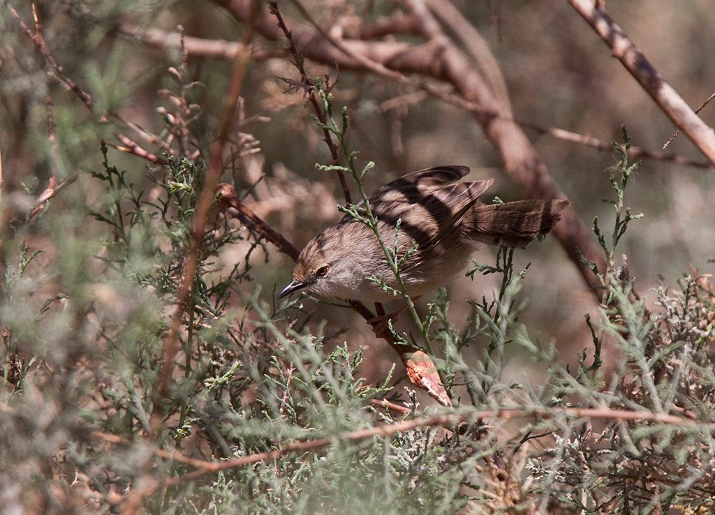 IMG_3813strekadprinia