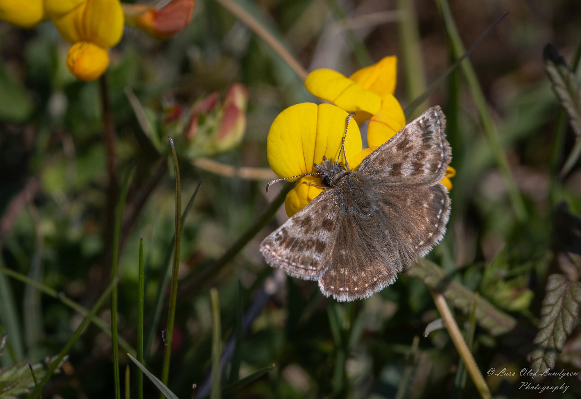 26052024-Skogsvisslare Öland