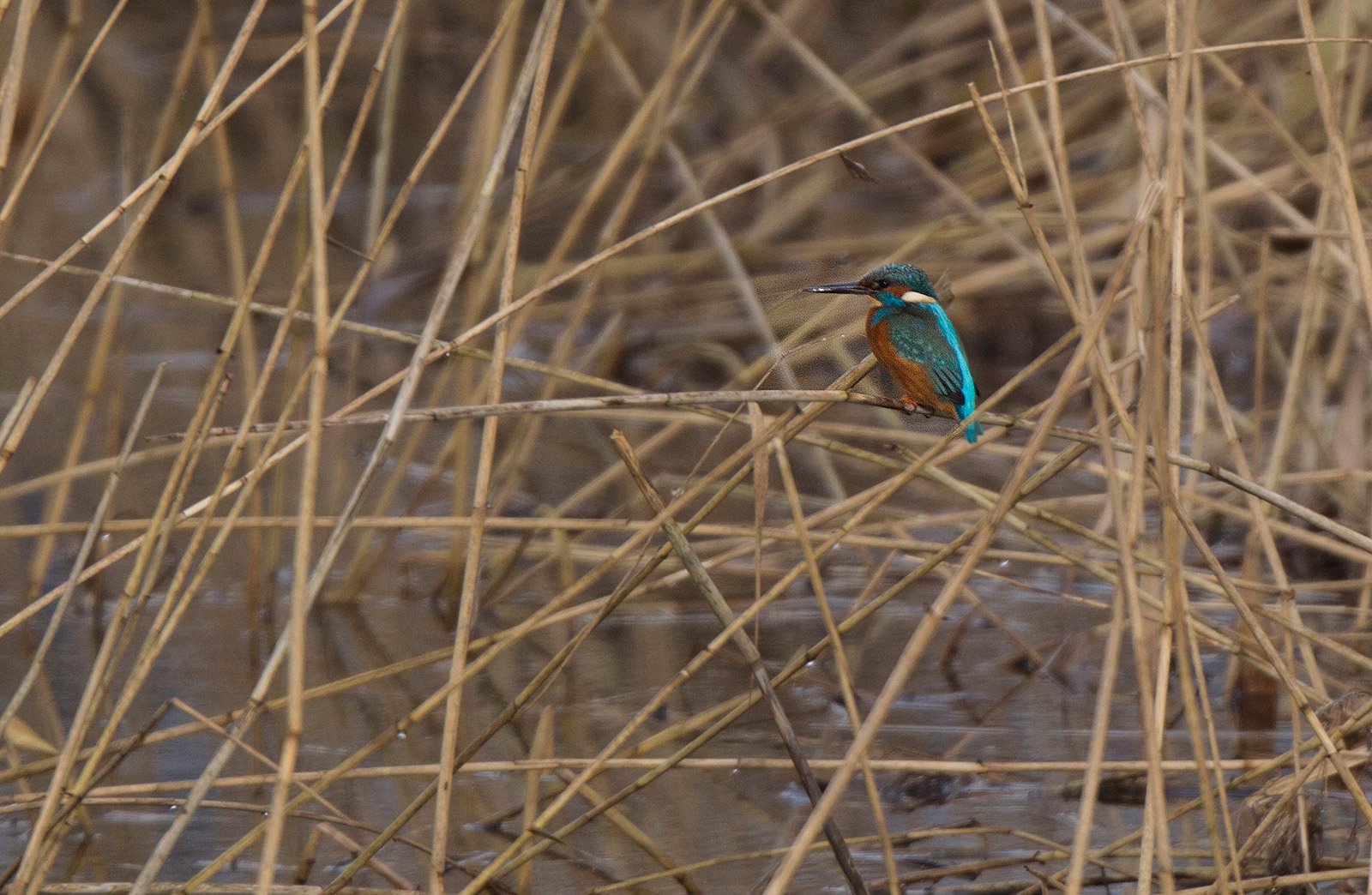 MAR_31561600.jpg