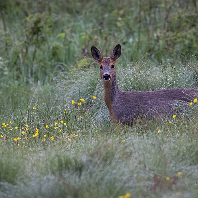 18062024-_58A5569-Redigera