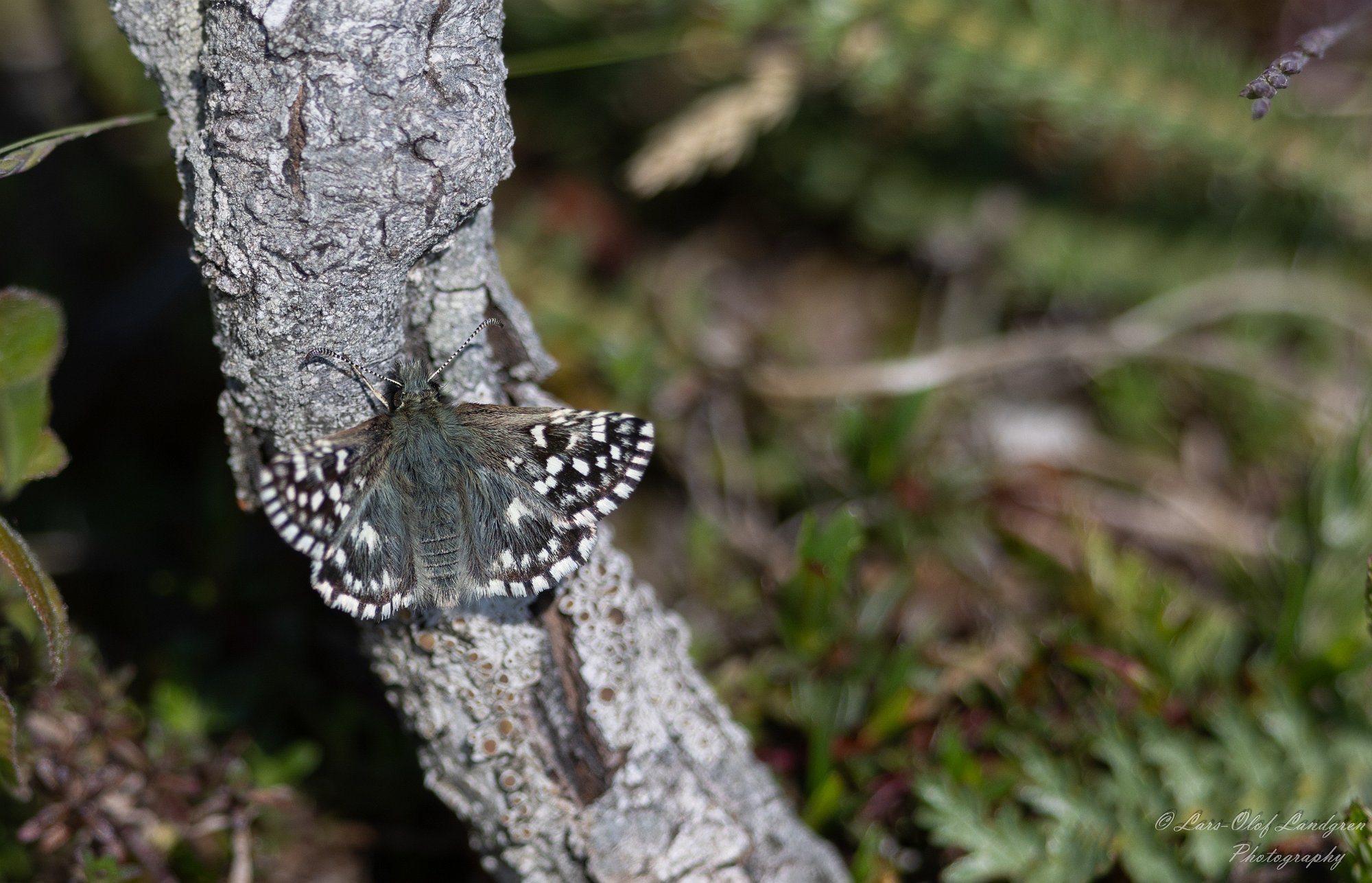 20052024-Smultronvisslare Öland