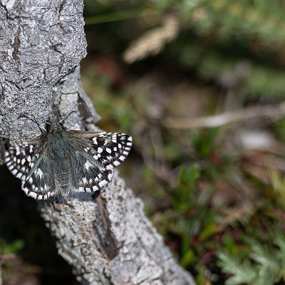 20052024-Smultronvisslare Öland