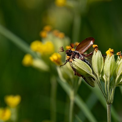 23052024-Kastanjeborre (1)