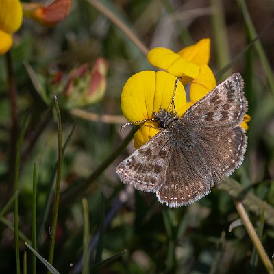 26052024-Skogsvisslare Öland