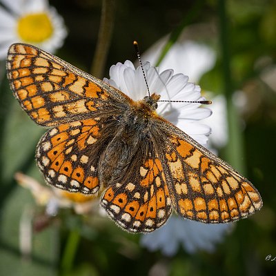 26052024-Väddnätfjäril Öland (5)